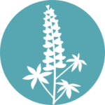Lupine